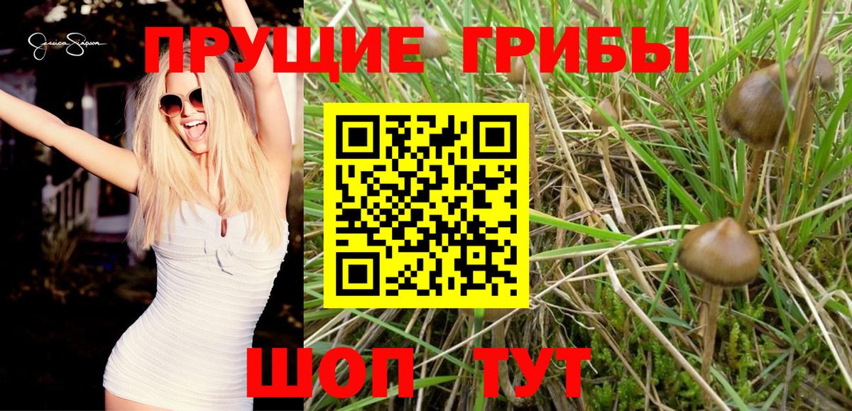 Галлюциногенные грибы Psilocybine cubensis  Вход с VPN  Михайловка 